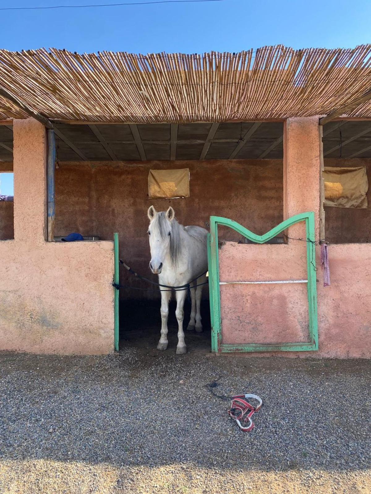 Les Cavaliers Chez Yassine Villa Marrakesh Bagian luar foto