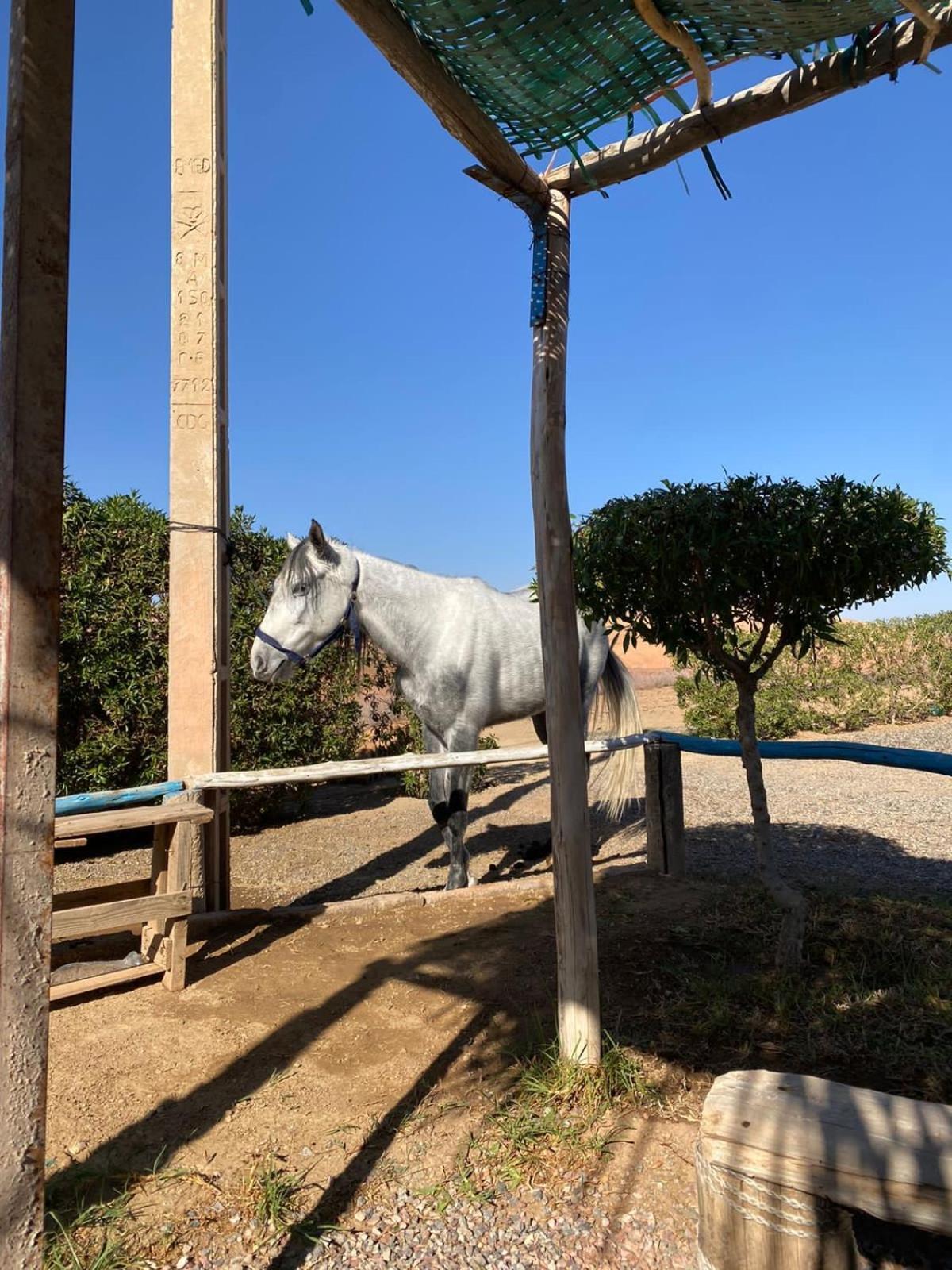 Les Cavaliers Chez Yassine Villa Marrakesh Bagian luar foto
